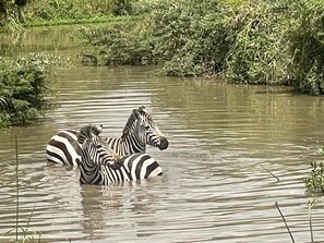 Game viewing - Goshen Mara  (Maasai Mara)