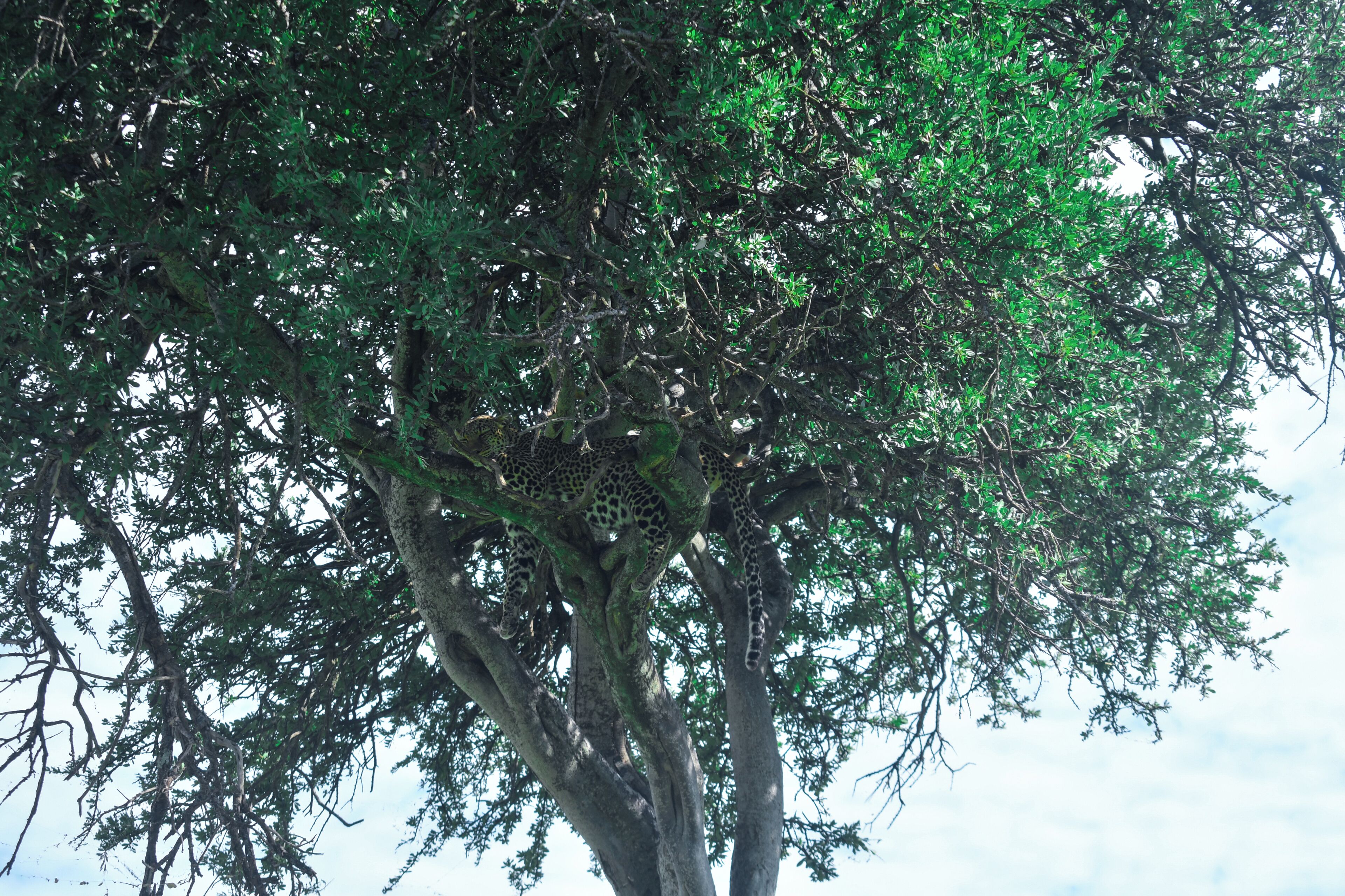 Un árbol de follaje denso con un leopardo descansando sobre una rama.