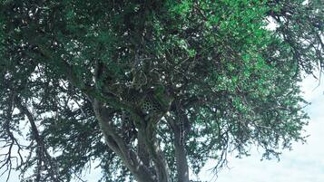 Un árbol de follaje denso con un leopardo descansando sobre una rama.