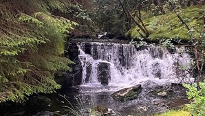 Uma cascata em área arborizada com vegetação densa e um riacho pedregoso.