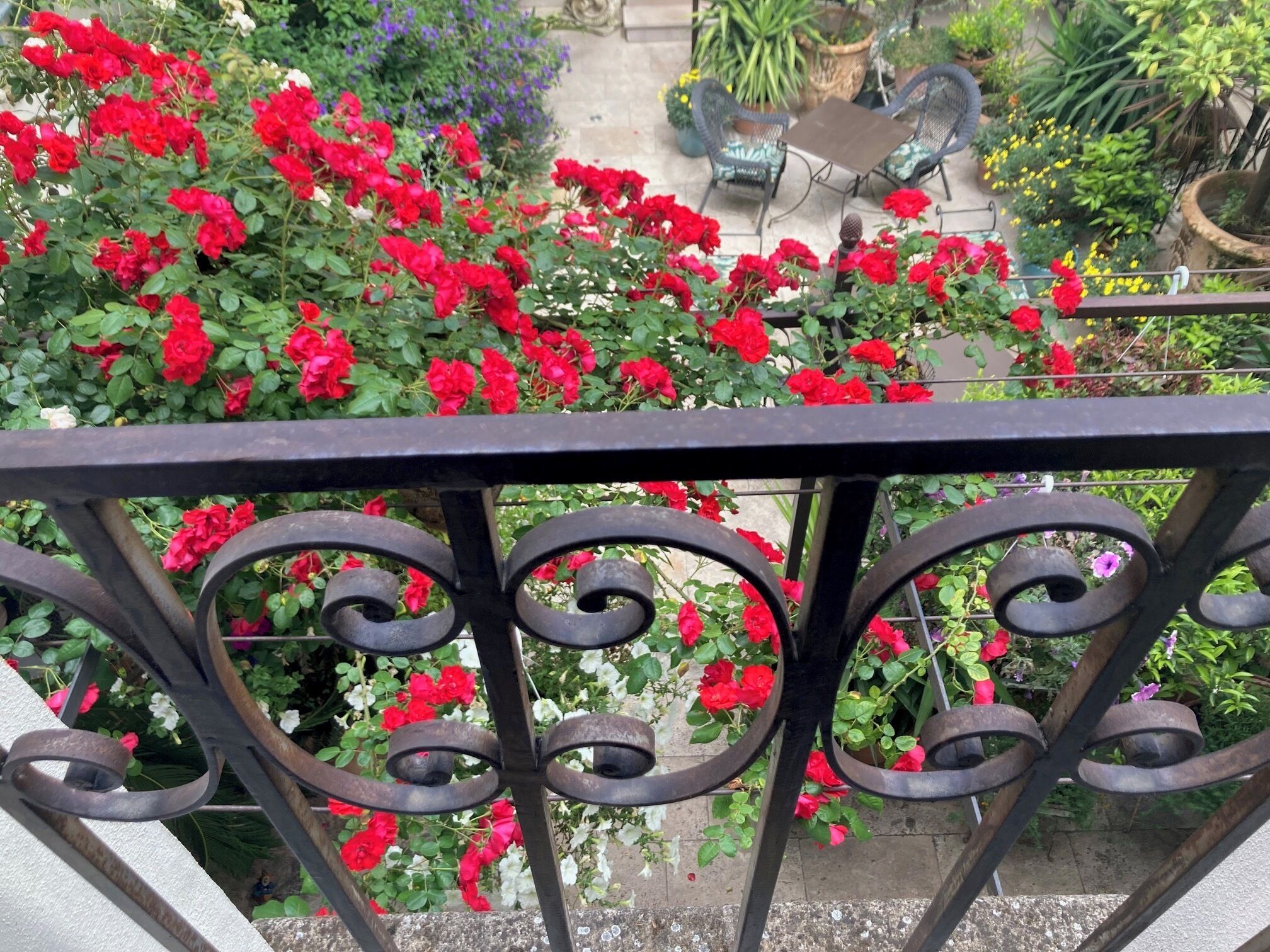 Un balcon doté d’une balustrade en fer forgé, donnant sur un jardin où poussent des rosiers rouges et diverses autres plantes.