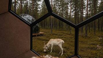 Una habitación con un ventanal hexagonal que da a un bosque donde pasta un ciervo blanco.