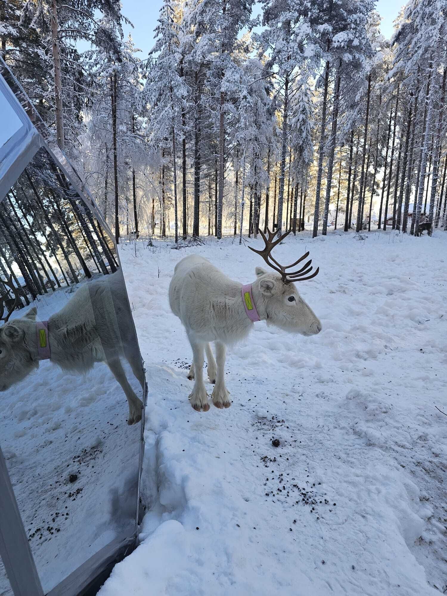 Un renne se tient dans une forêt enneigée, et une barrière de verre reflète son image.