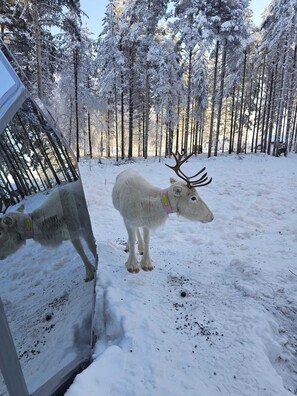 Et rensdyr står i en sneklædt skov med en glasbarriere, der reflekterer dets spejlbillede.