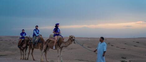Three camels with riders in a desert setting.