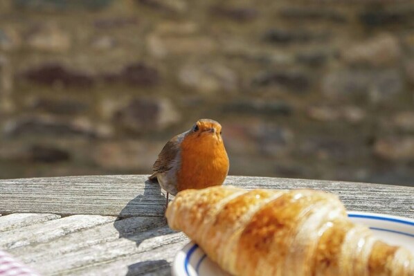 A bird on a wooden surface with a croissant.