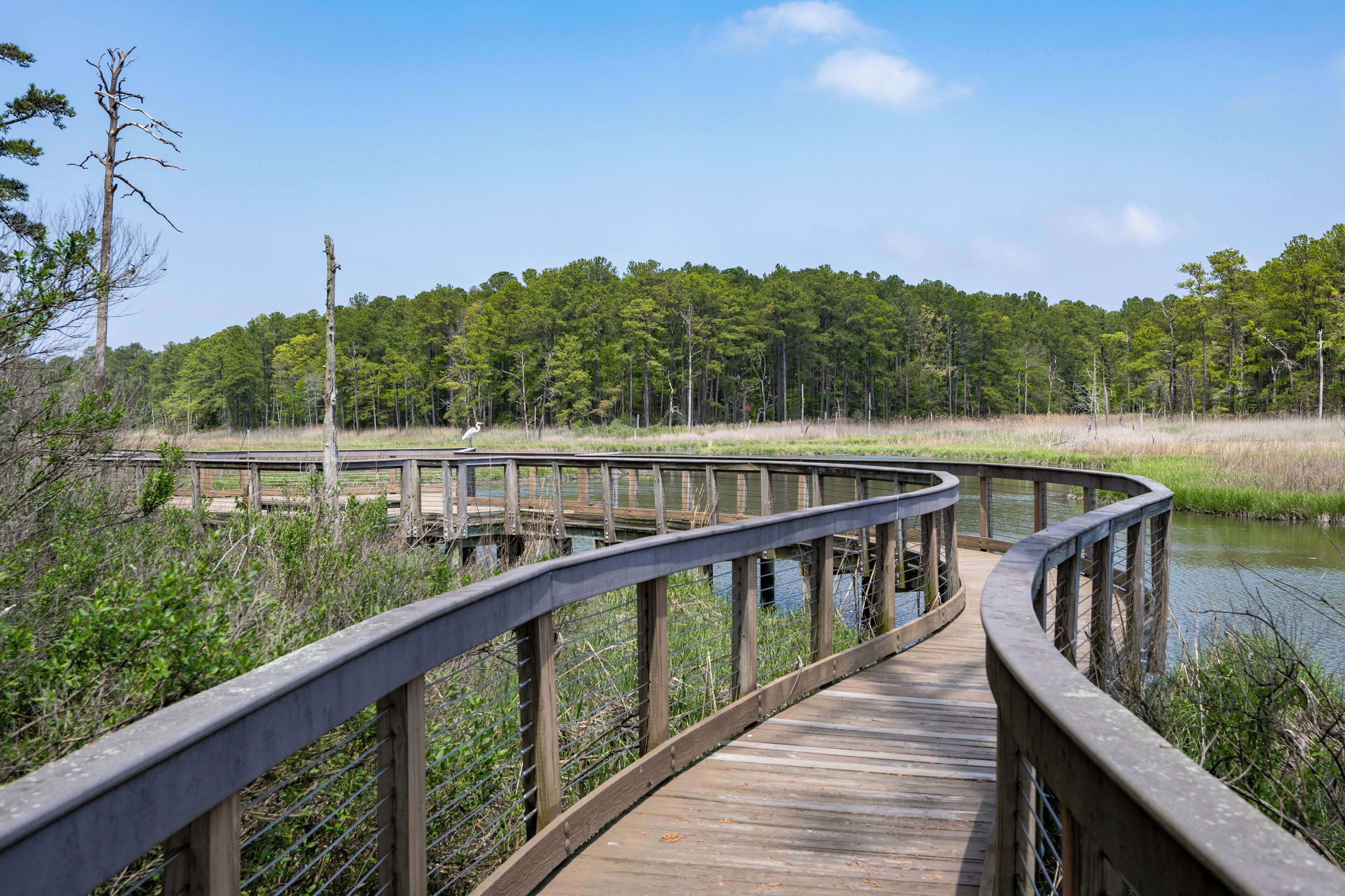 A wooden boardwalk with a metal railing, surrounded by dense greenery and a forest in the background.