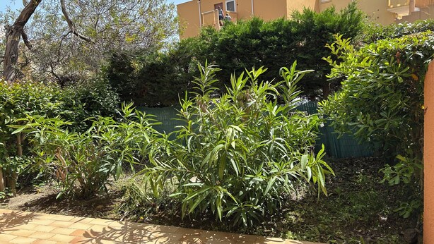 Un espace jardin agrémenté de diverses plantes et doté d’un chemin pavé.