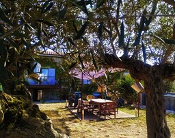 Un patio exterior con mesa y sillas de madera, rodeado de árboles y vistas a un edificio con contraventanas azules.