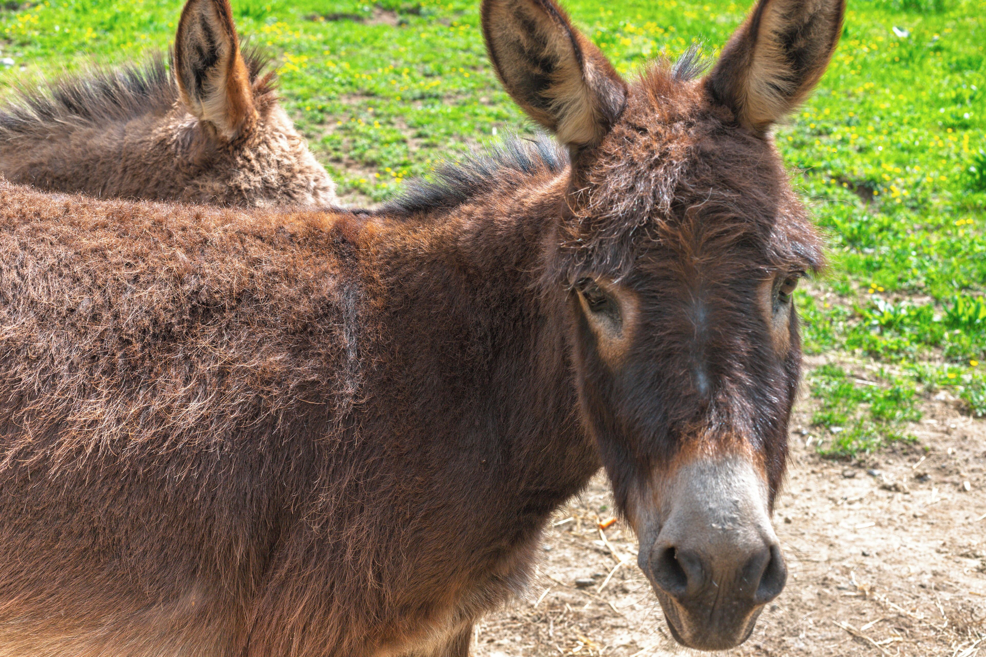 A donkey in a grassy area.