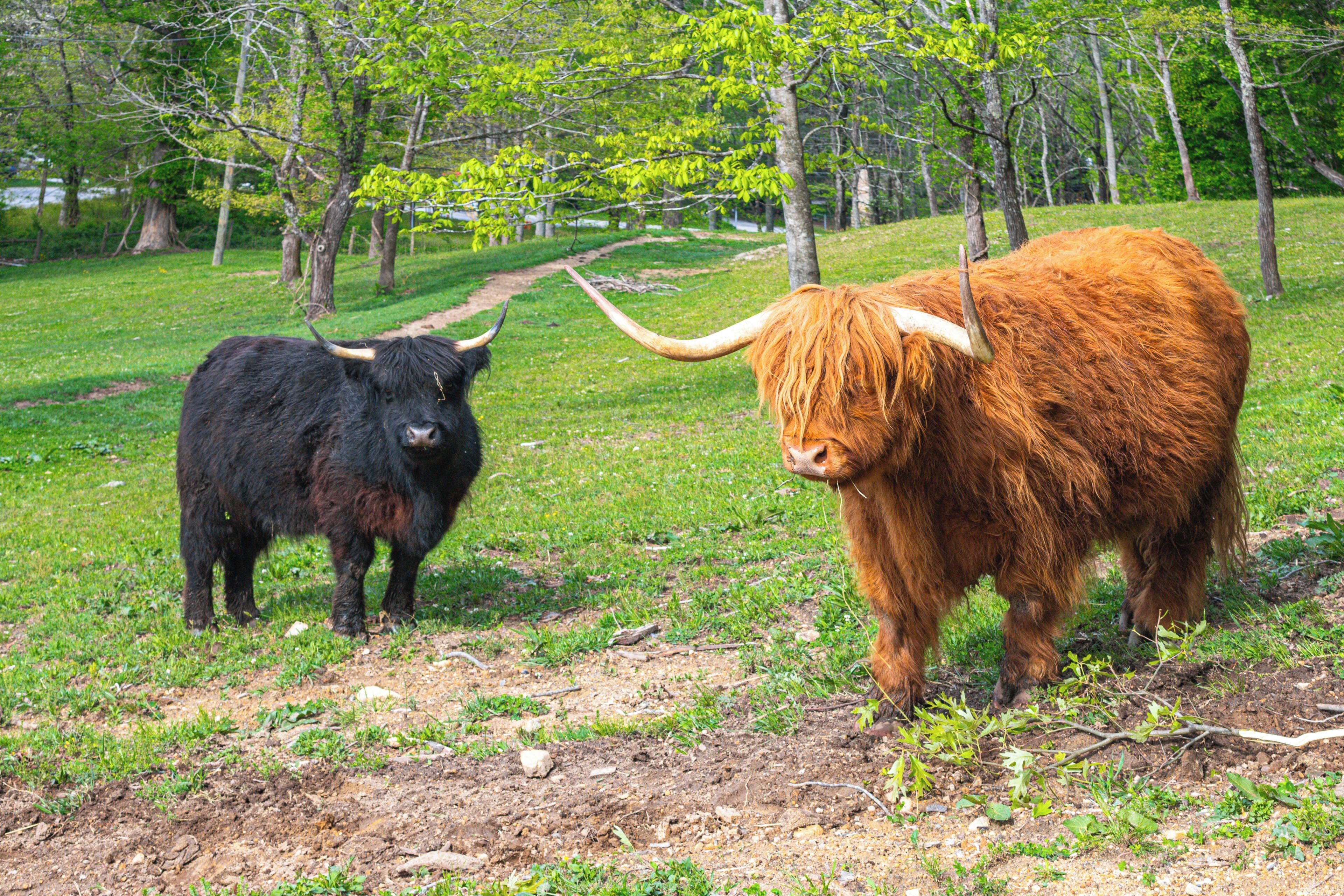 A grassy field with two horned cattle.