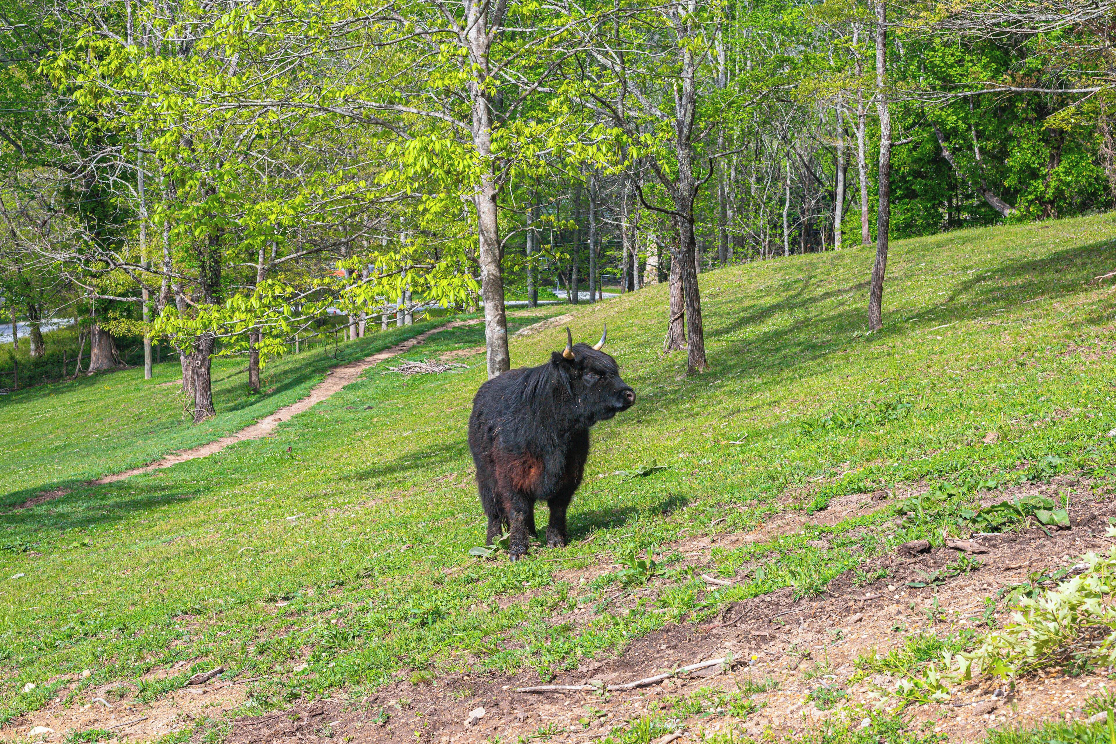 Ein Bulle steht auf einer Wiese mit Bäumen im Hintergrund.