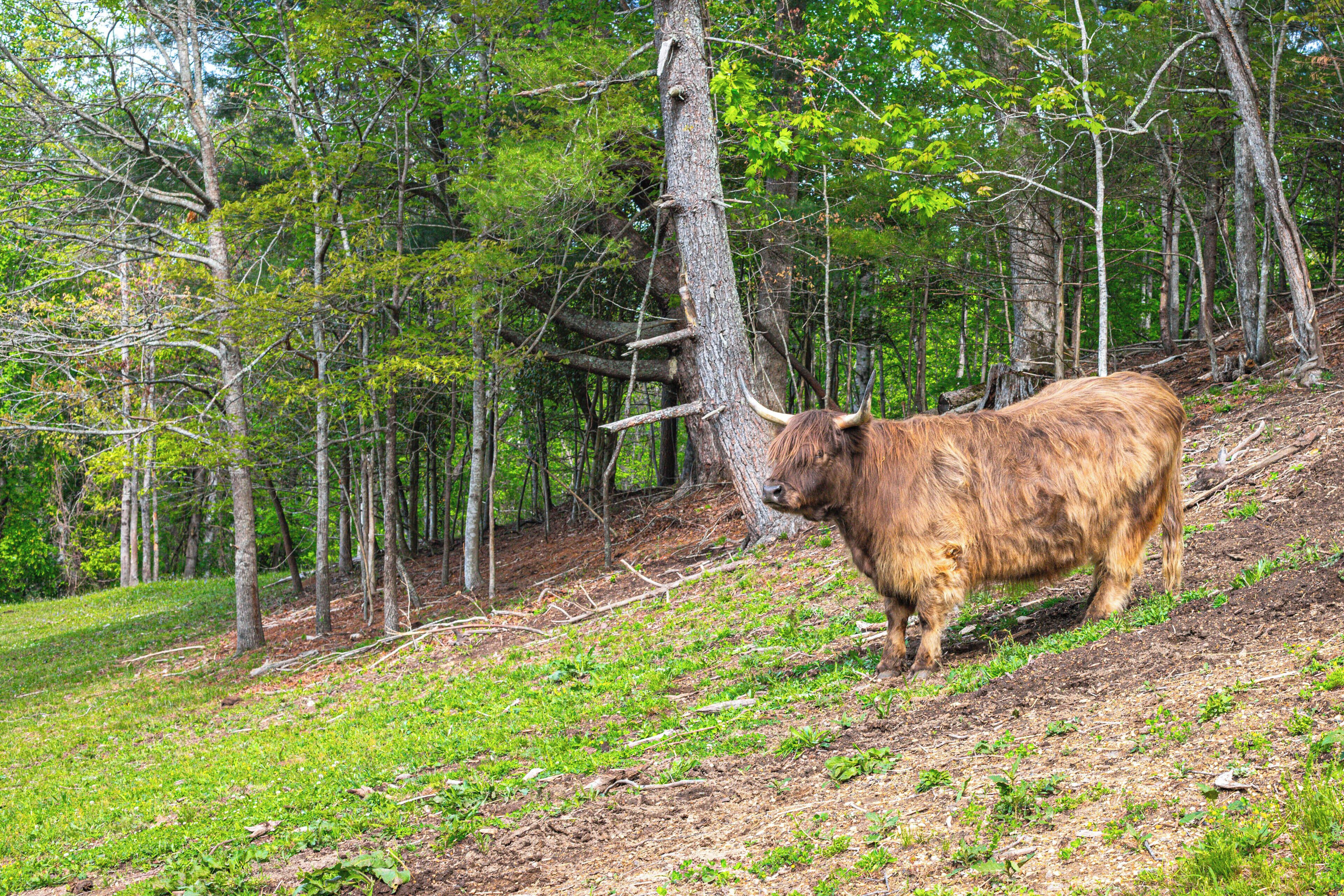 A bull in a forested area with trees and a grassy slope.