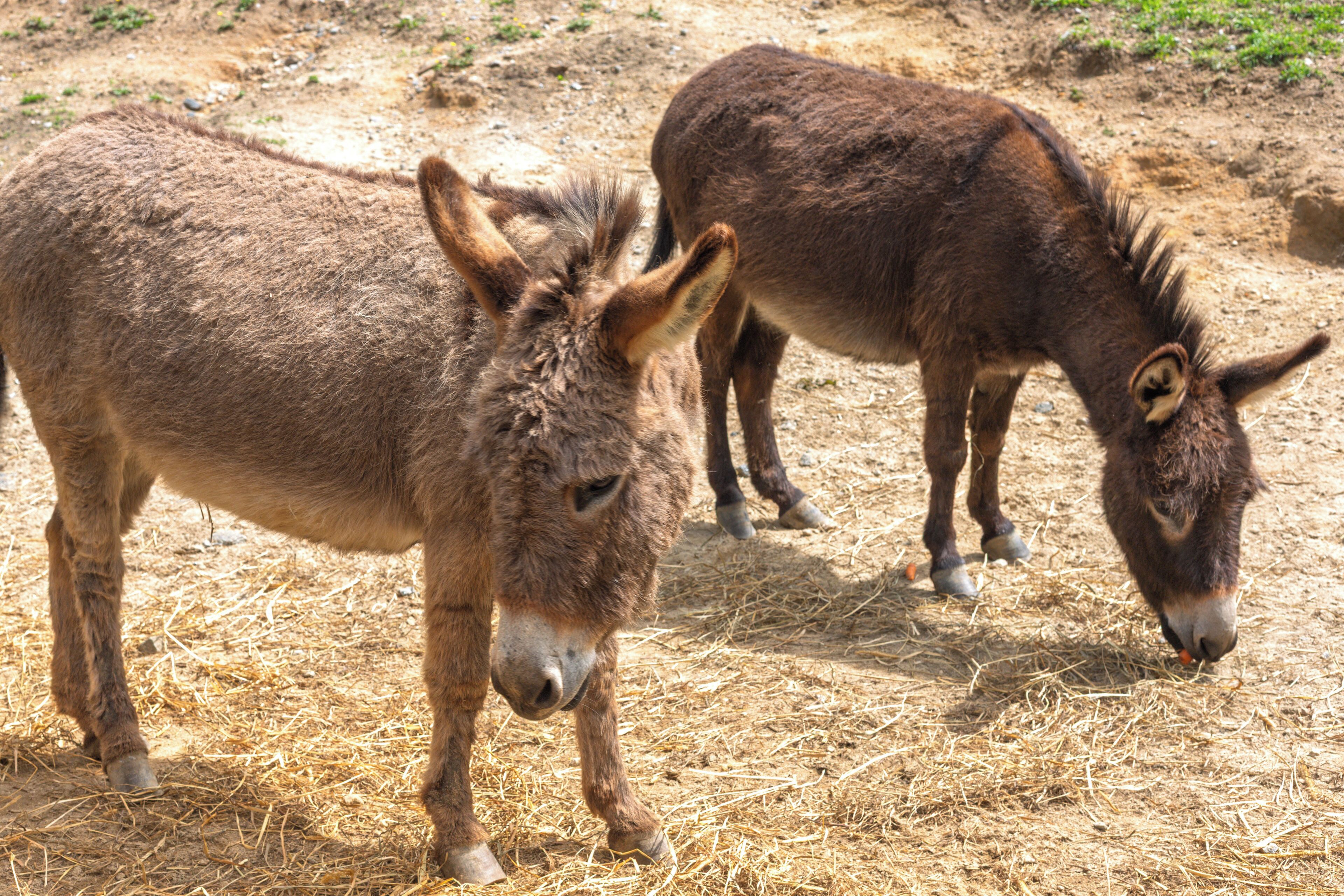 Dos burros de pie sobre un terreno seco cubierto de paja.