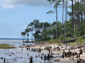 A beach with trees and a clear sky.