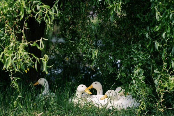 A group of ducks in a grassy area with dense foliage in the background. - Shepherd's Hut- Hot Tub- Wellness Spa- Wood Burner (Nottingham)