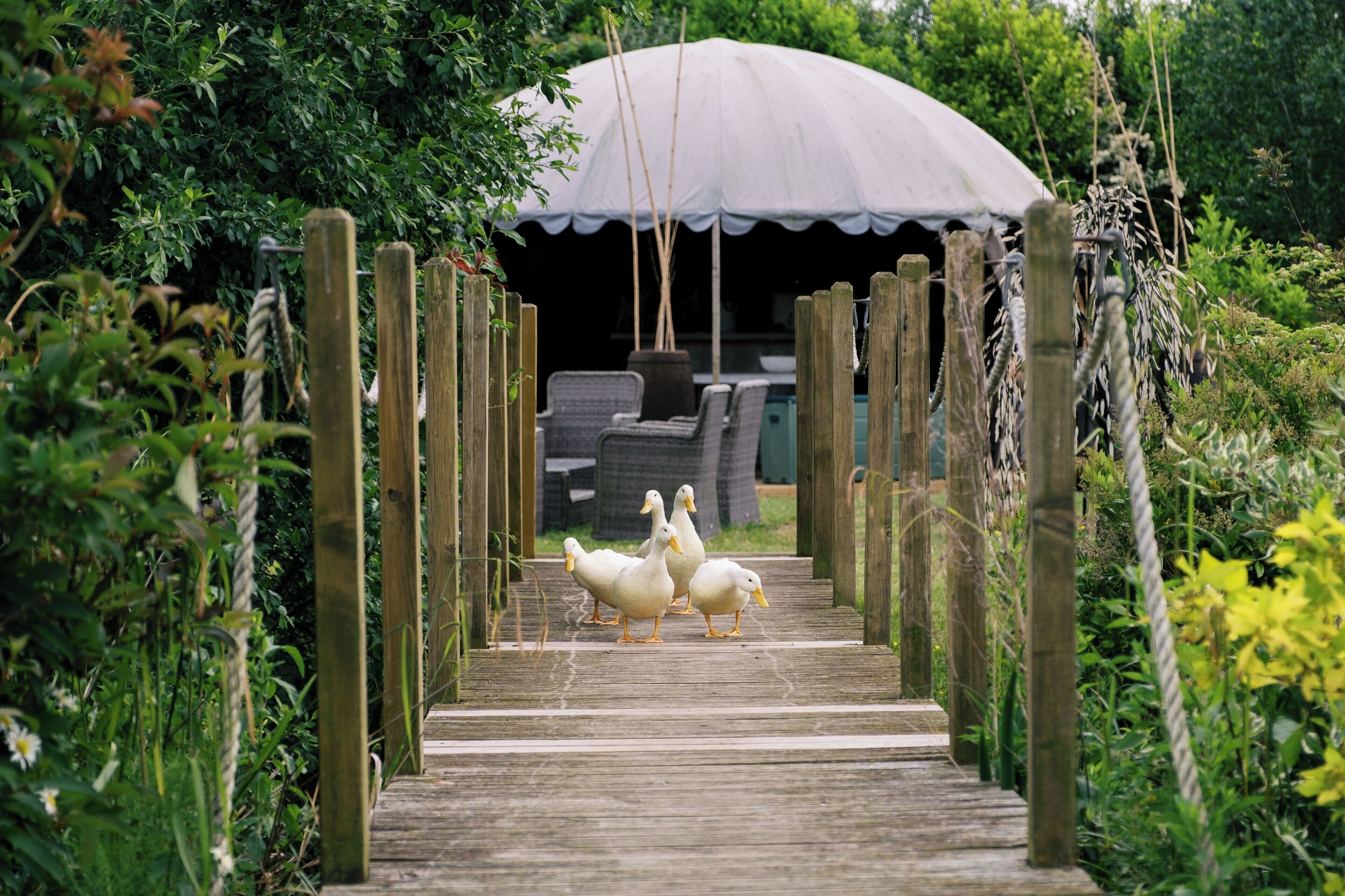 A wooden pathway leading to a covered area with a white canopy.