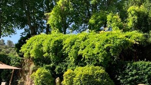 Un área de comedor al aire libre con una mesa dispuesta para una comida, rodeada de abundante vegetación y árboles.