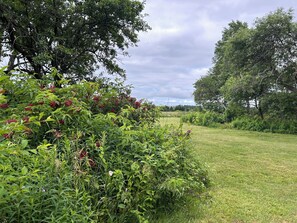 A lush green landscape with dense foliage and a grassy field.