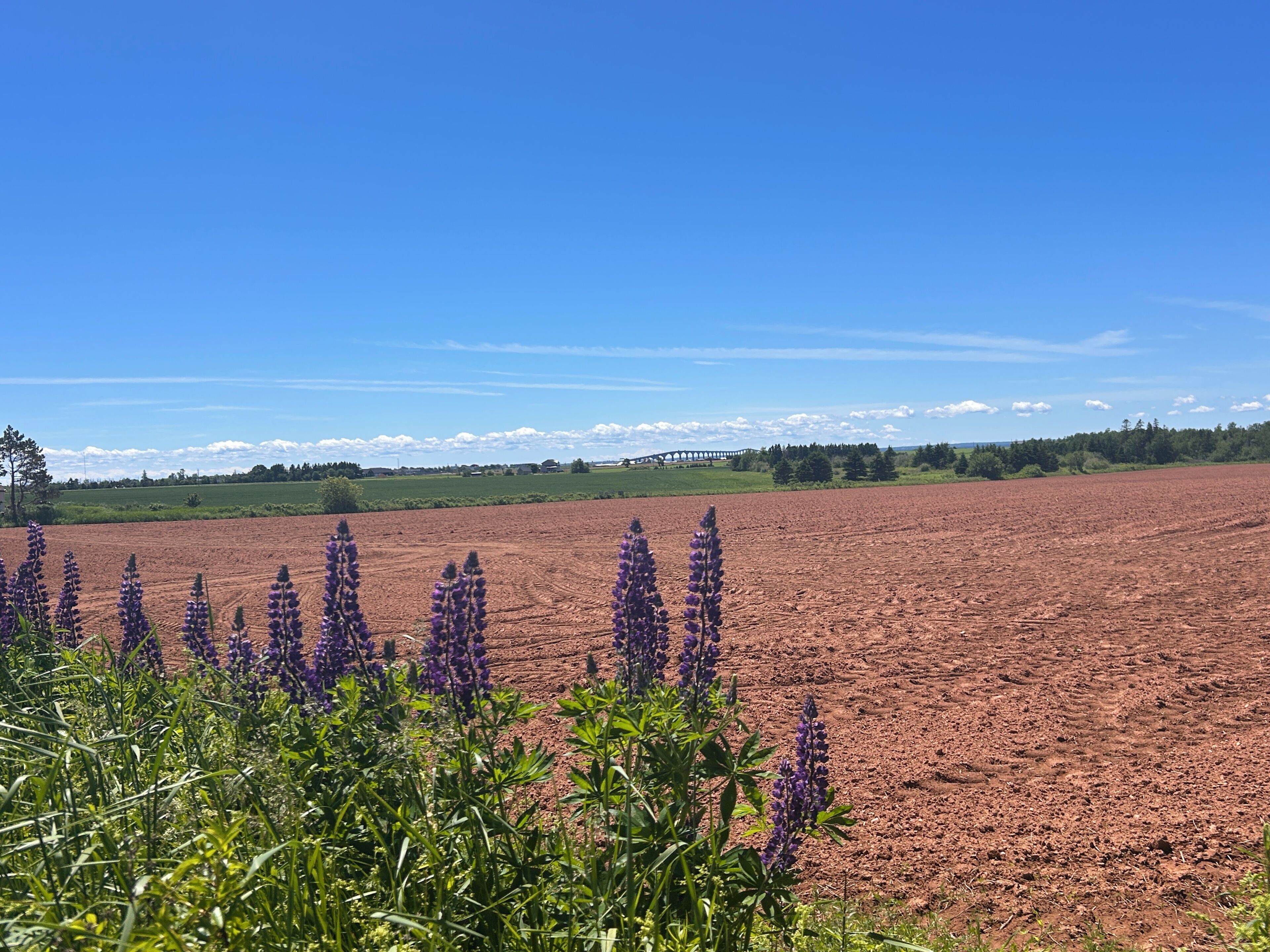A field with purple flowers in the foreground and a bridge in the background.