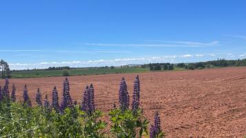 A field with purple flowers in the foreground and a bridge in the background.