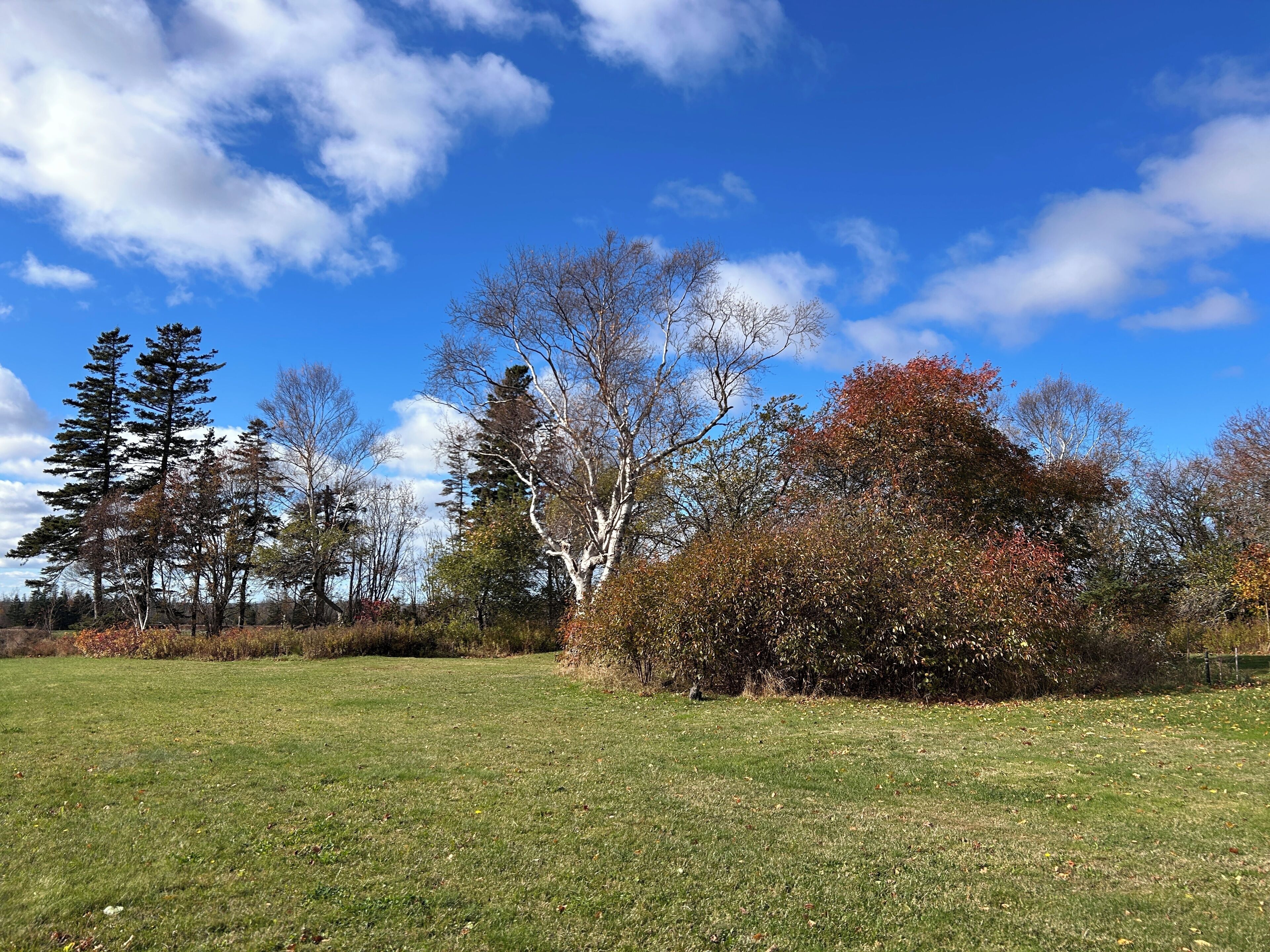 Un prato erboso con alberi e un cielo azzurro limpido.
