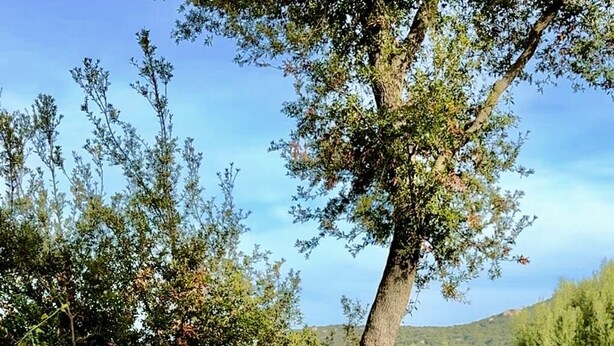 Une baignoire sur une terrasse en bois, avec un paysage naturel en arrière-plan.