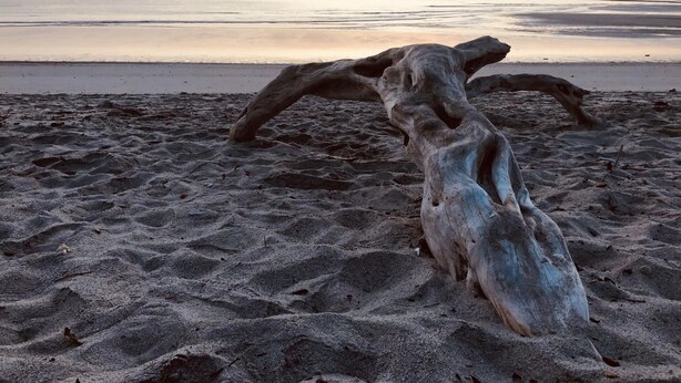 A large, weathered tree trunk on a sandy beach with the ocean in the background. - Casa Fofo (San Carlos)