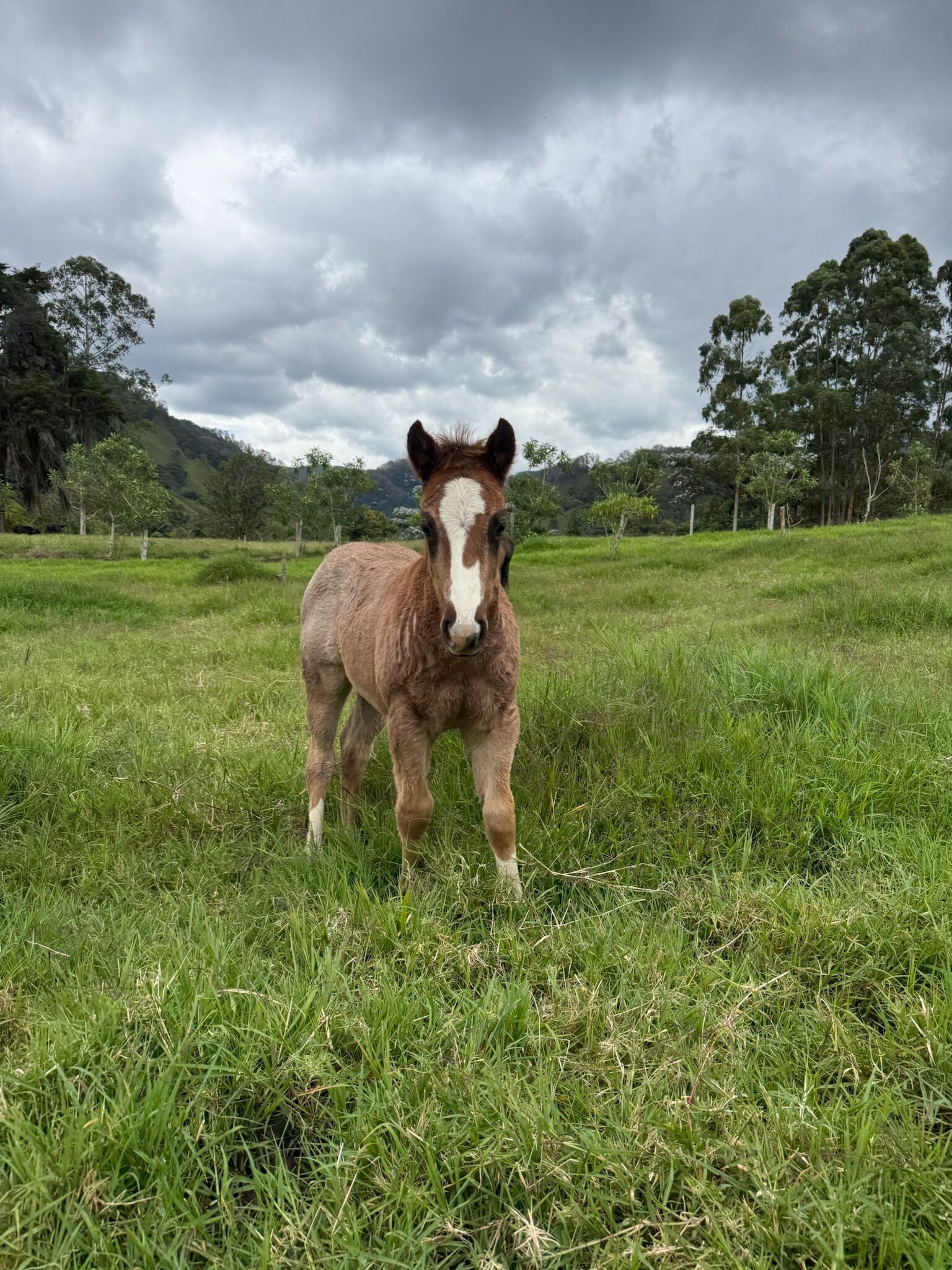 Ein Pferd steht auf einer Wiese mit Bäumen und Hügeln im Hintergrund.