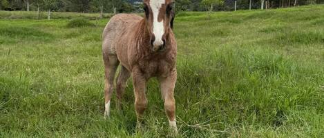 Un caballo de pie en un campo cubierto de hierba, con árboles y colinas al fondo.