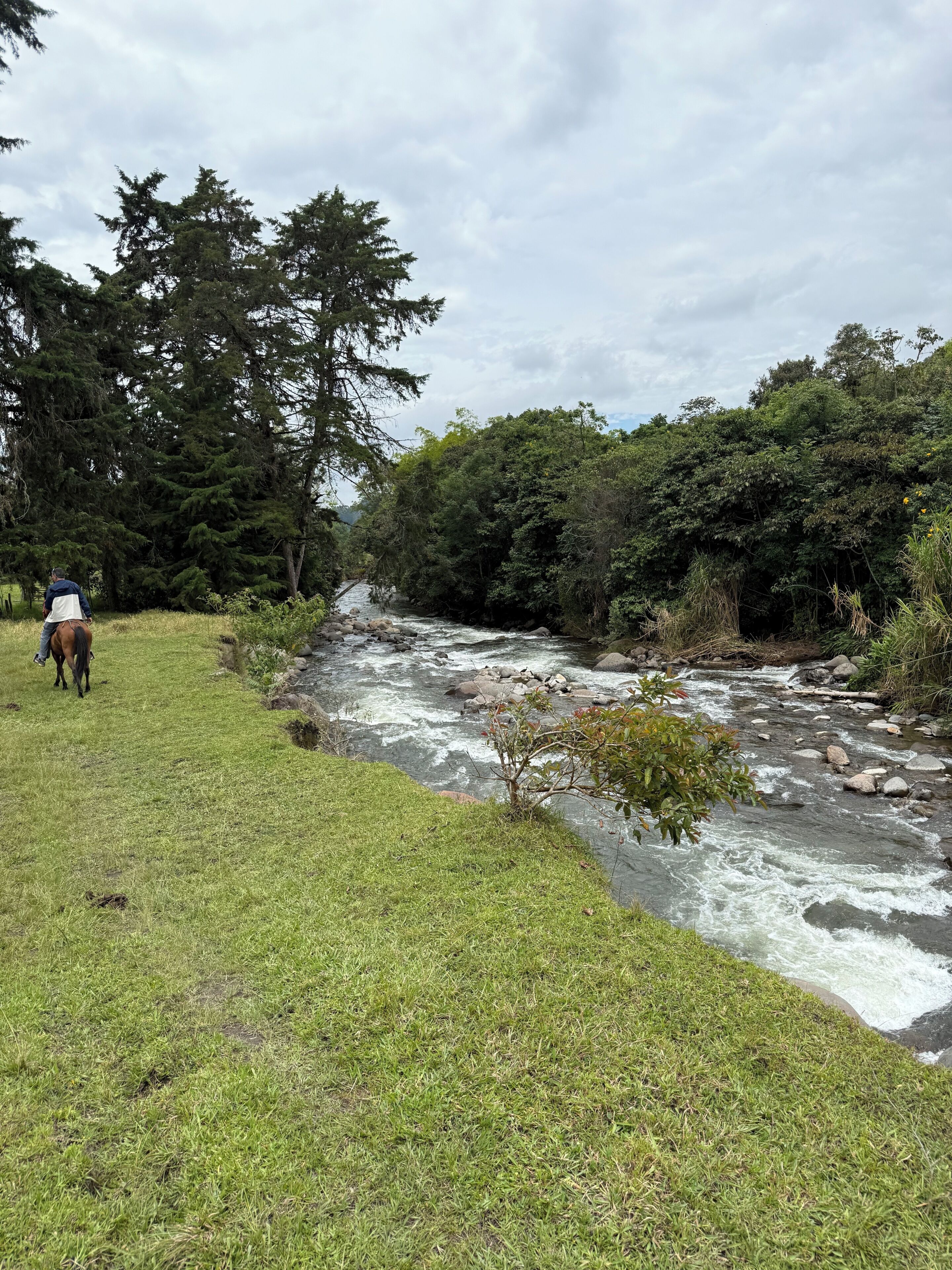 A grassy area beside a flowing river with trees in the background.