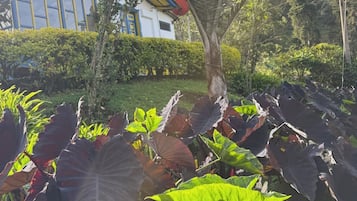 Tuin