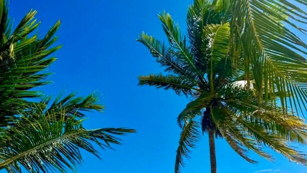 Una playa con palmeras y un cielo azul despejado.