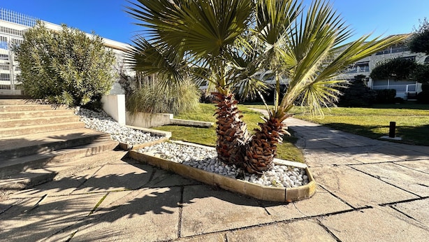 A paved outdoor area with palm trees and a stone pathway.