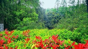 Un jardín con follaje rojo y verde, rodeado de árboles.