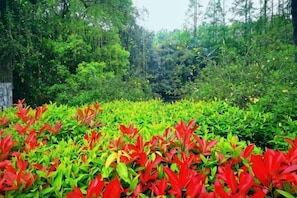 A garden with red and green foliage, surrounded by trees. - Jiangyang Business Hotel (Shanghai Jiamusi Road) (Shanghai)
