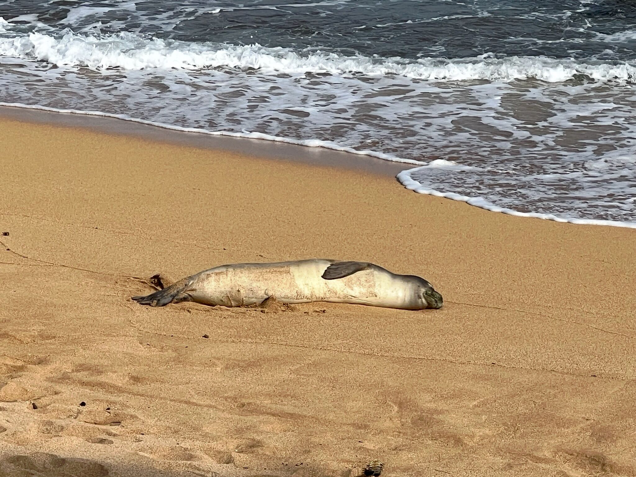 Sun-loungers, beach towels