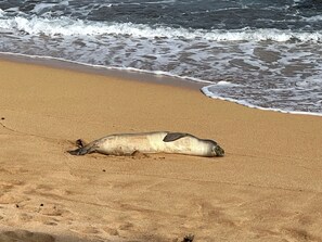 Sun-loungers, beach towels