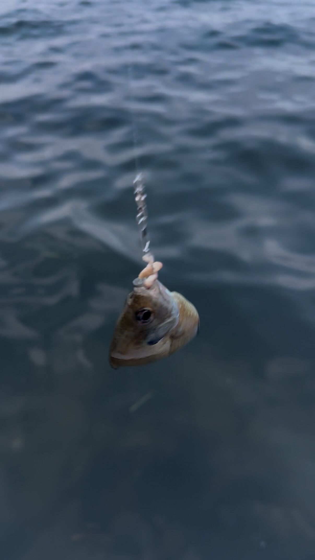 Un gros plan d’un hameçon avec un poisson accroché, suspendu au-dessus de l’eau.