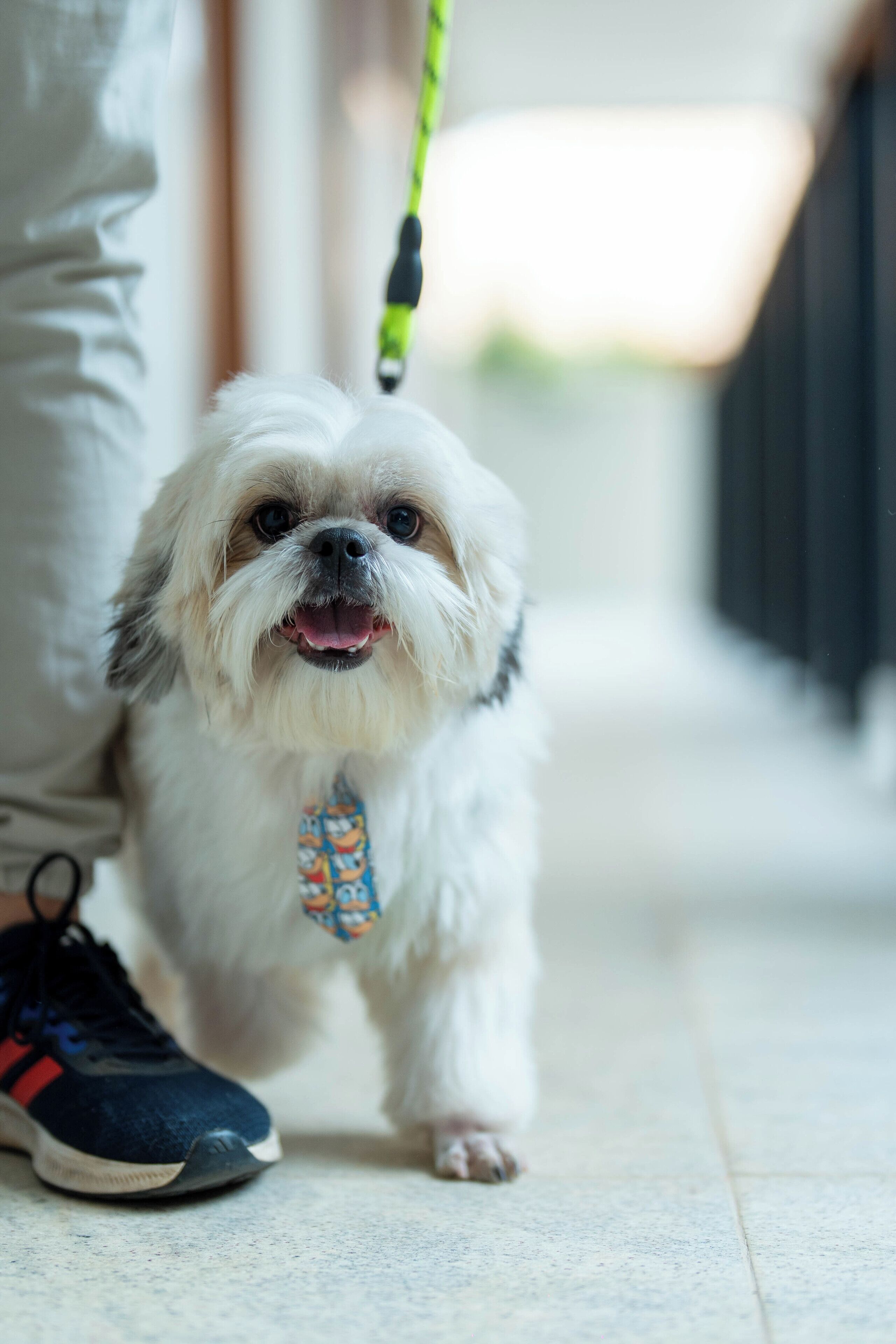 A small white dog with a blue and orange tie on a leash, standing on a tiled floor.