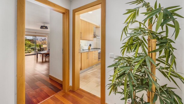 A modern kitchen with wooden cabinets and a large bamboo plant.