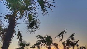 A sunset view with palm trees and a beach.