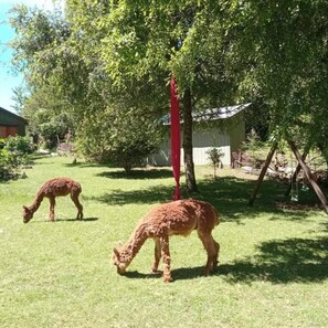 Guests can enjoy serene views of grazing llamas in a lush, green environment surrounded by mature trees.