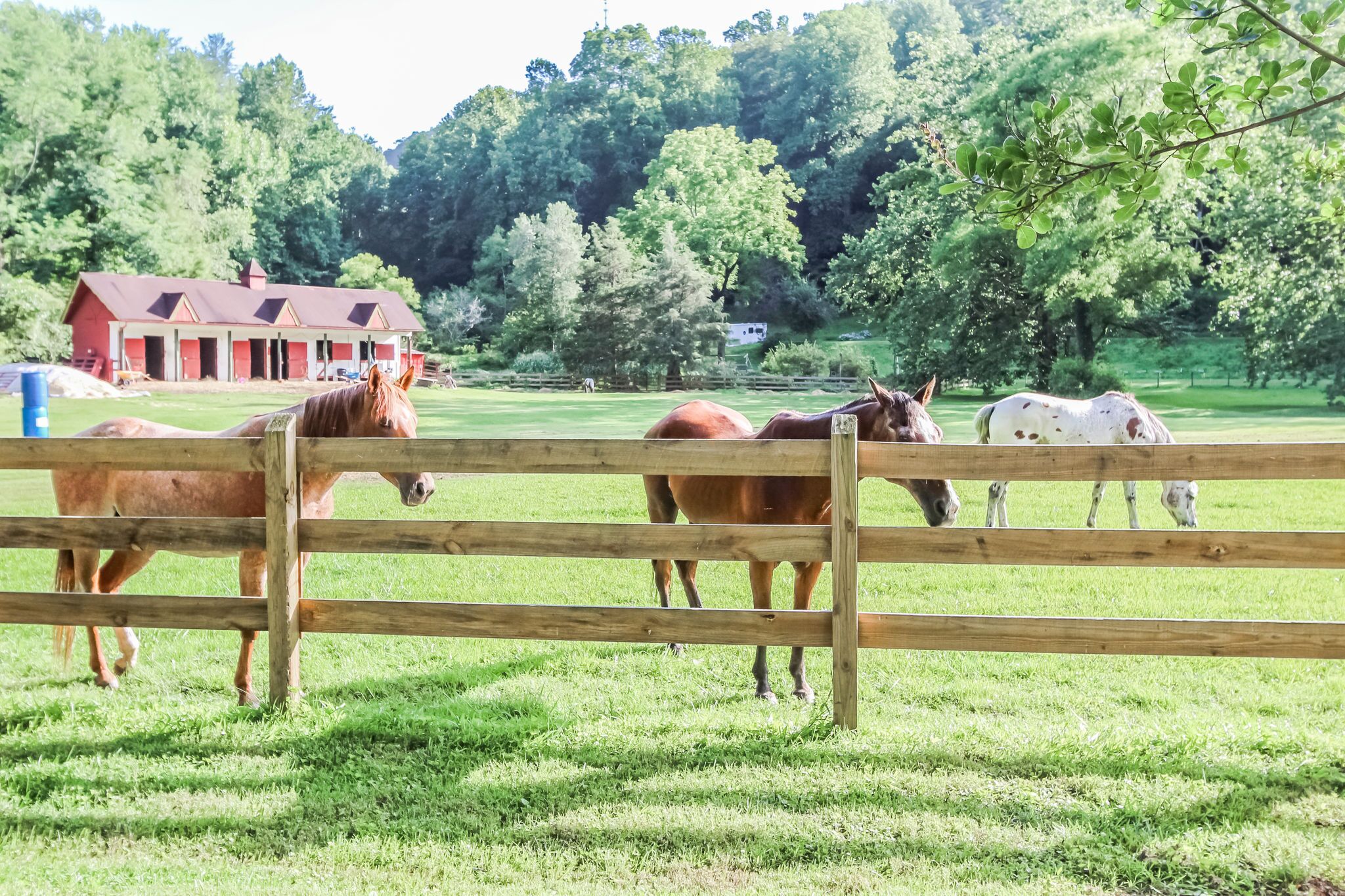 Een stal met paarden en een rood gebouw op de achtergrond.