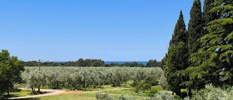 An olive grove with a clear sky and distant view.