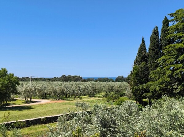 An olive grove with a clear sky and distant view.