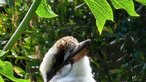 A bird perched on a wooden structure surrounded by greenery.