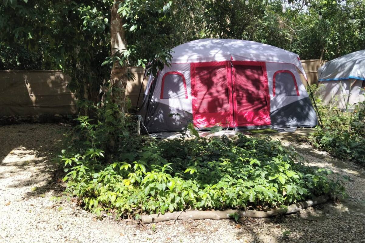A tent in a garden with dense foliage and a gravel path.