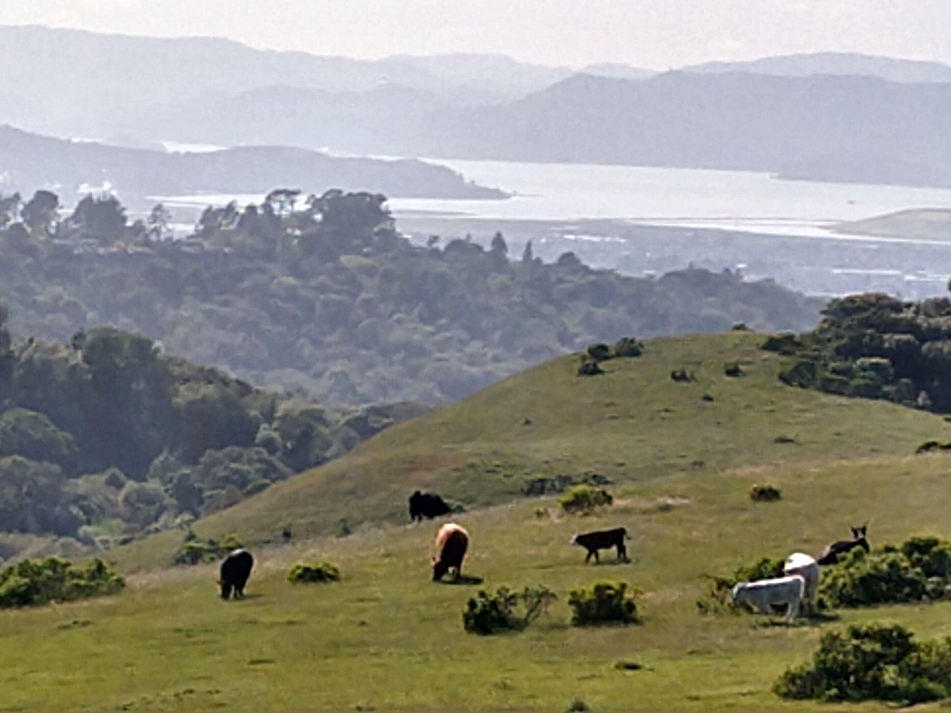 A panoramic view of a hilly landscape with grazing cattle.