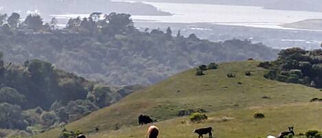A panoramic view of a hilly landscape with grazing cattle.